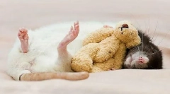 Dying home rat, ako porozumieť, podpisuje čo robiť po smrti